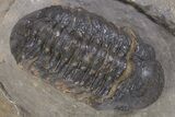 Paralejurus Trilobite With Reedops - Atchana, Morocco #300610-1